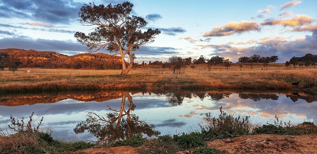Australian country bush scene with large gum tree reflected in w